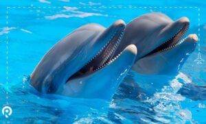 dolphinarium
