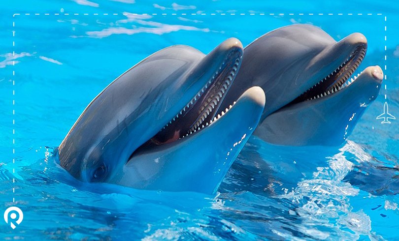 dolphinarium